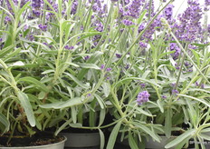 Deze deense kar met product is geteeld door Garteniet PKM in Denemarken. 1 week geleden verpakt en donderdag vervoerd. Het staat op dit moment al 5 dagen in de snikhete kas, maar ziet er nog steeds vers uit. Ook onderin de plant is de plant gezond en heeft geen last van dorre of gele blaadjes. Hier is ook op in gezet met de veredeling.